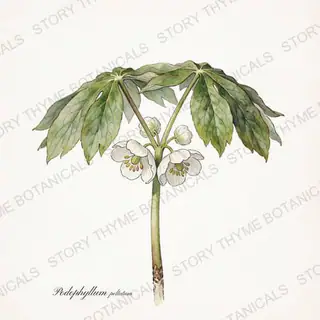 Mayapple — vintage botanical The Plant Library print on a white background