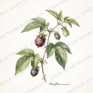 Maypop (Hardy Passionflower) — vintage botanical The Plant Library print on a white background