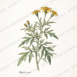 Mexican Tarragon (Winter Tarragon) — vintage botanical The Plant Library print on a white background