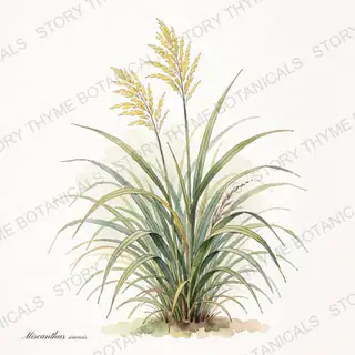 Maiden Grass — vintage botanical The Plant Library print on a white background