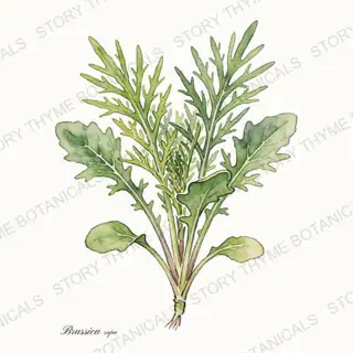 Mizuna — vintage botanical The Plant Library print on a white background