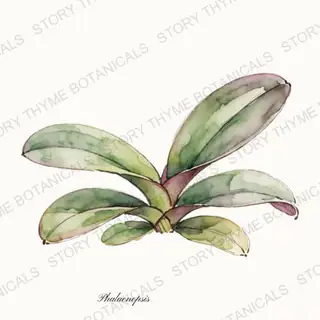 Moth Orchid — vintage botanical The Plant Library print on a white background