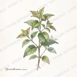 Mountain Mint — vintage botanical The Plant Library print on a white background