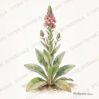 Mullein — vintage botanical The Plant Library print on a white background