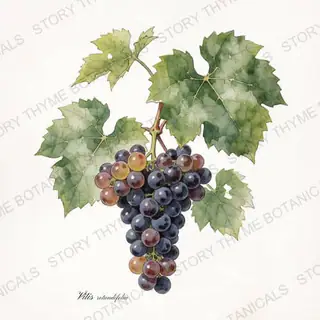 Muscadine Grape — vintage botanical The Plant Library print on a white background