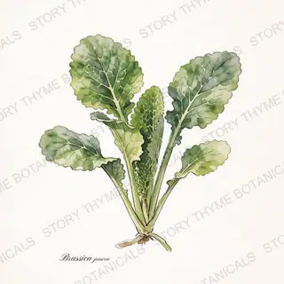 Mustard Greens — vintage botanical The Plant Library print on a white background
