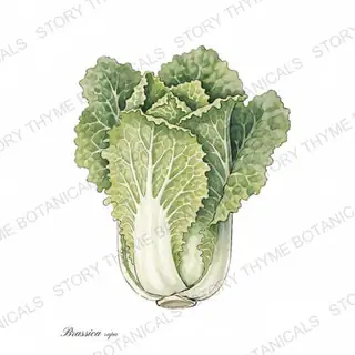 Napa Cabbage (Chinese Cabbage) — vintage botanical The Plant Library print on a white background
