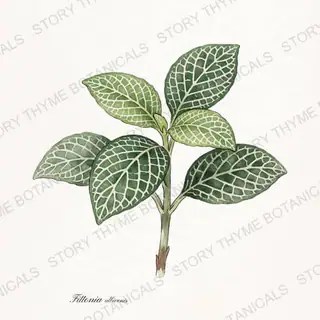 Nerve Plant (Fittonia) — vintage botanical The Plant Library print on a white background