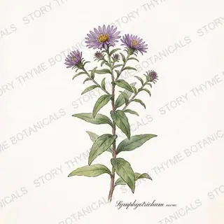 New England Aster — vintage botanical The Plant Library print on a white background