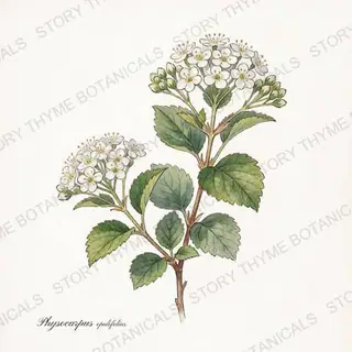 Ninebark — vintage botanical The Plant Library print on a white background