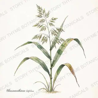 Northern Sea Oats — vintage botanical The Plant Library print on a white background