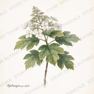 Oakleaf Hydrangea — vintage botanical The Plant Library print on a white background