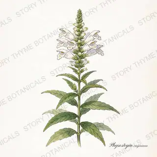 Obedient Plant — vintage botanical The Plant Library print on a white background