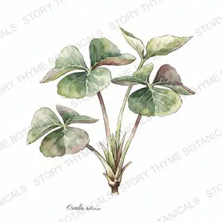 Oca (New Zealand Yam) — vintage botanical The Plant Library print on a white background