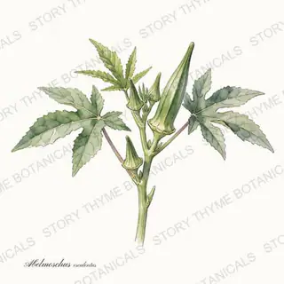 Okra — vintage botanical The Plant Library print on a white background