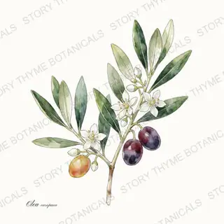 Olive — vintage botanical The Plant Library print on a white background