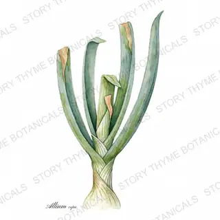 Onion — vintage botanical The Plant Library print on a white background