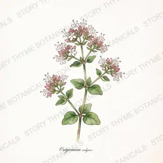 Oregano — vintage botanical The Plant Library print on a white background