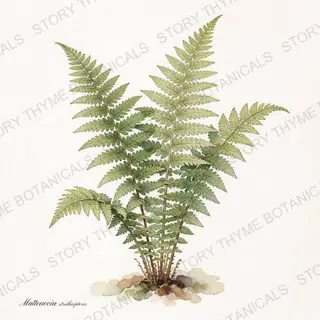 Ostrich Fern — vintage botanical The Plant Library print on a white background