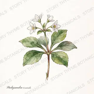 Pachysandra — vintage botanical The Plant Library print on a white background