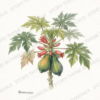 Papaya — vintage botanical The Plant Library print on a white background