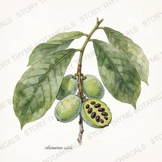 Pawpaw — vintage botanical The Plant Library print on a white background