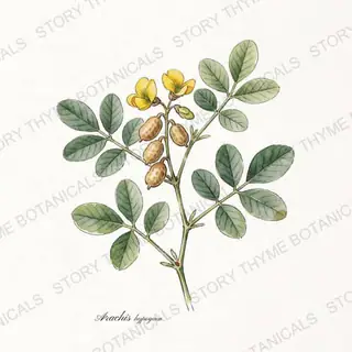 Peanut — vintage botanical The Plant Library print on a white background
