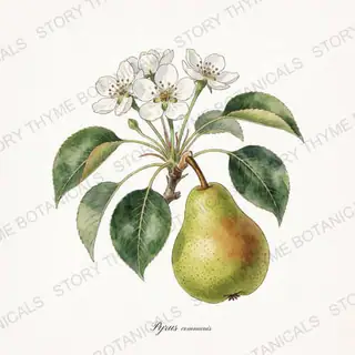 Pear — vintage botanical The Plant Library print on a white background