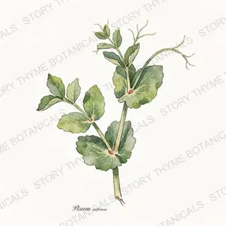 Peas — vintage botanical The Plant Library print on a white background