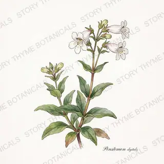Penstemon (Beardtongue) — vintage botanical The Plant Library print on a white background