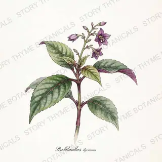 Persian Shield — vintage botanical The Plant Library print on a white background