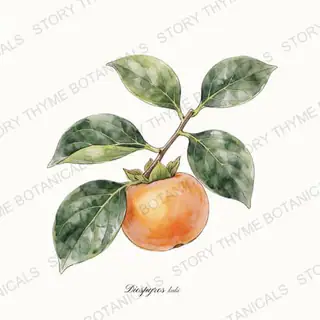 Asian Persimmon — vintage botanical The Plant Library print on a white background