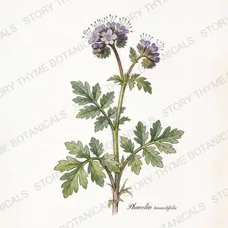 Phacelia (Lacy Phacelia) — vintage botanical The Plant Library print on a white background