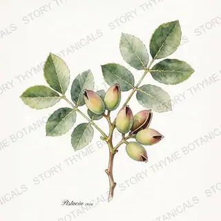 Pistachio — vintage botanical The Plant Library print on a white background