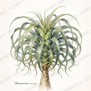 Ponytail Palm — vintage botanical The Plant Library print on a white background