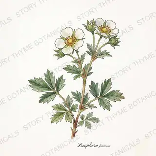 Potentilla (Shrubby Cinquefoil) — vintage botanical The Plant Library print on a white background