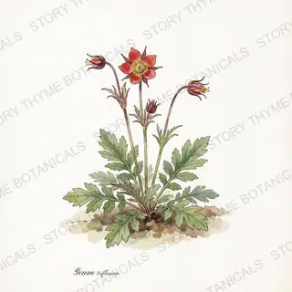 Prairie Smoke — vintage botanical The Plant Library print on a white background