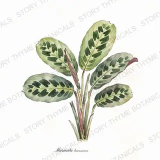 Prayer Plant — vintage botanical The Plant Library print on a white background