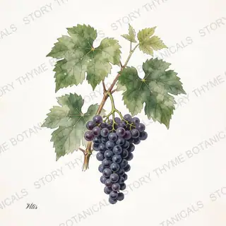 Purple Grapes — vintage botanical The Plant Library print on a white background
