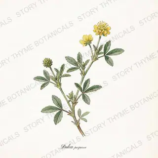 Purple Prairie Clover — vintage botanical The Plant Library print on a white background