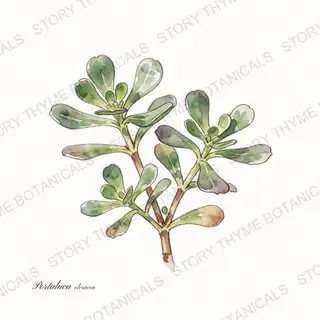 Purslane — vintage botanical The Plant Library print on a white background