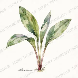 Ramps (Wild Leek) — vintage botanical The Plant Library print on a white background