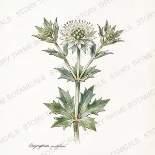 Rattlesnake Master — vintage botanical The Plant Library print on a white background