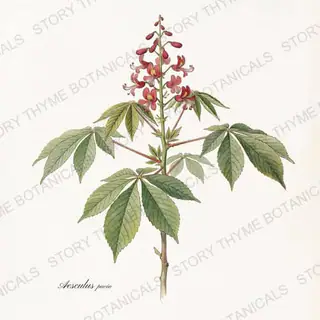 Red Buckeye — vintage botanical The Plant Library print on a white background