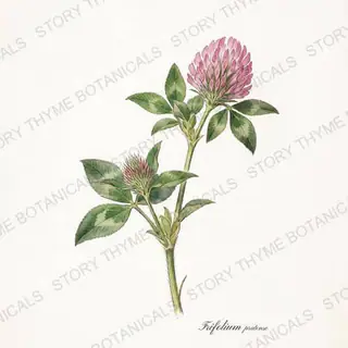 Red Clover — vintage botanical The Plant Library print on a white background