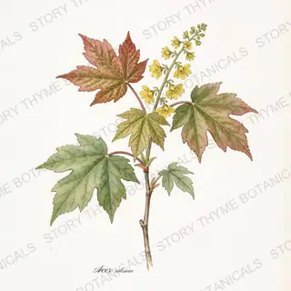 Red Maple — vintage botanical The Plant Library print on a white background