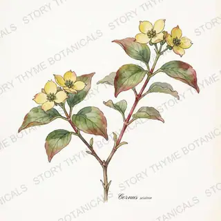 Redtwig Dogwood — vintage botanical The Plant Library print on a white background