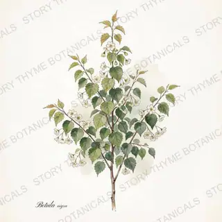River Birch — vintage botanical The Plant Library print on a white background