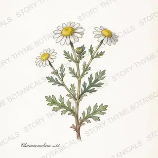 Roman Chamomile — vintage botanical The Plant Library print on a white background