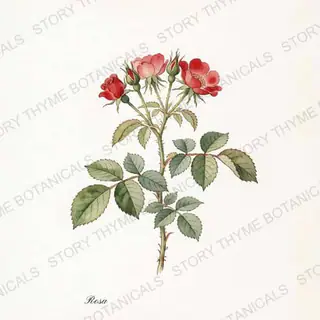 Rose — vintage botanical The Plant Library print on a white background